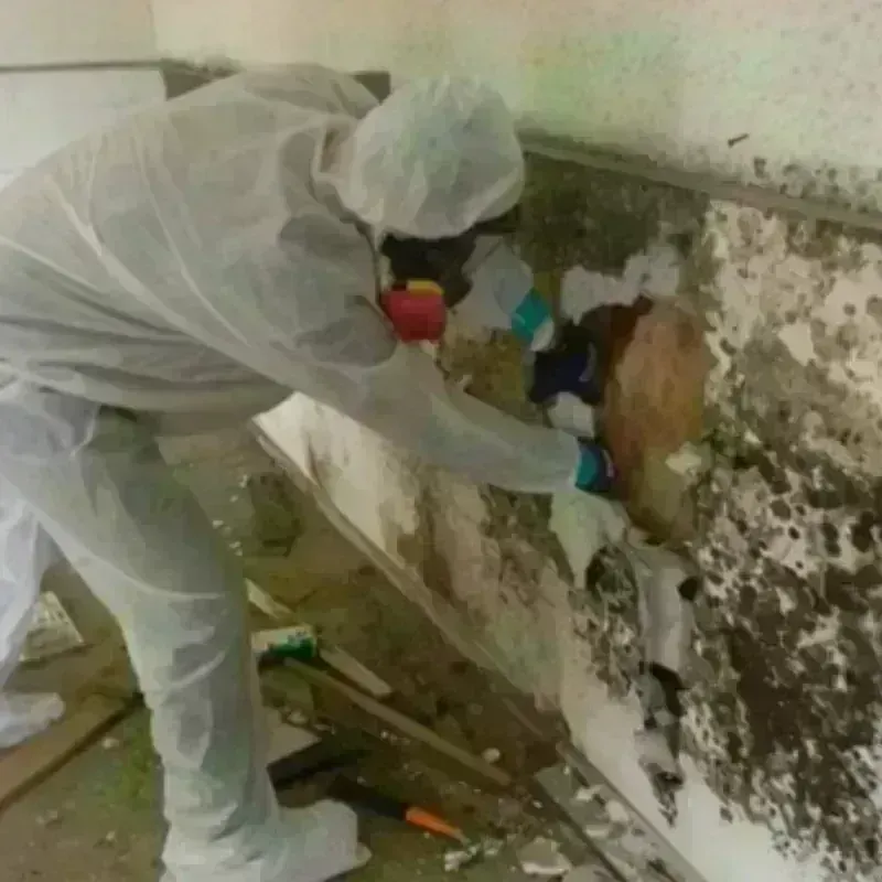 Mold Remediation and Removal in South Willard, UT